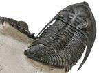 Zlichovaspis & Crotalocephalina Trilobites - Stunning Preparation #126305-9